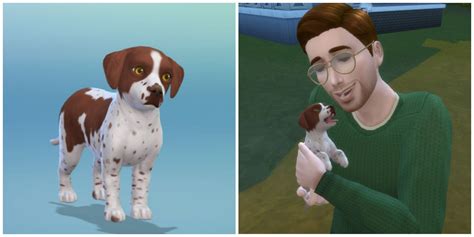 how to adopt a dog on sims 4